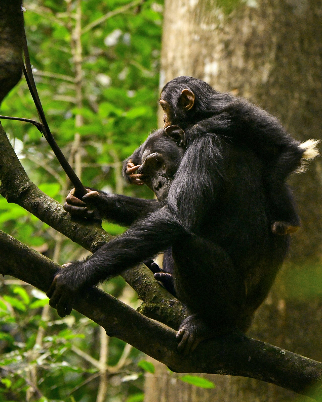 Beryl, Beryl's mother, his baby, Lindsay, walks on his back and touches his right eyebrows in Beryl